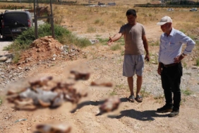 gaziantepte-yol-kenarina-birakilan-at-kafatasi-ve-kemikleri-hayrete-dusurdu-kIVjifjA.jpg