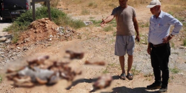 gaziantepte-yol-kenarina-birakilan-at-kafatasi-ve-kemikleri-hayrete-dusurdu-kIVjifjA.jpg