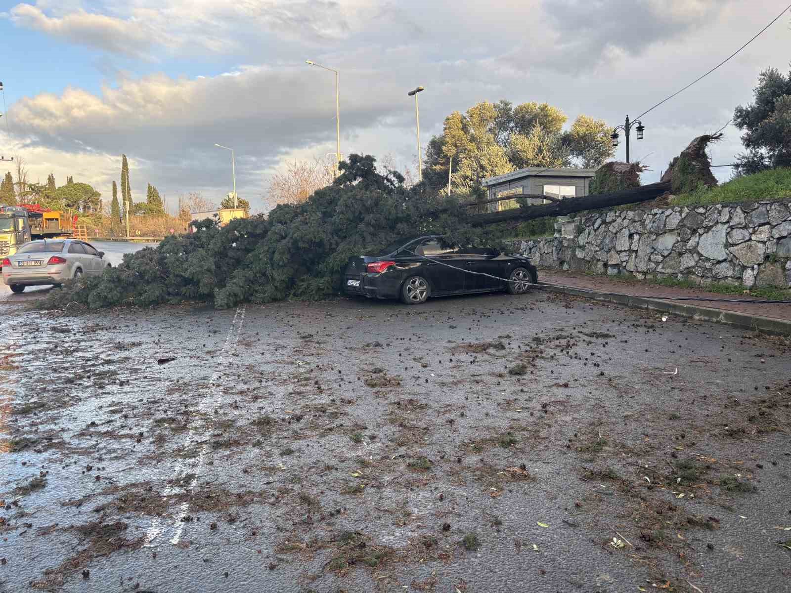 gebzede firtinada iki otomobilin uzerine agac devrildi 0 u2hJLbOj
