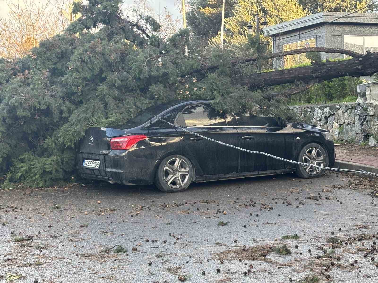 gebzede firtinada iki otomobilin uzerine agac devrildi 1
