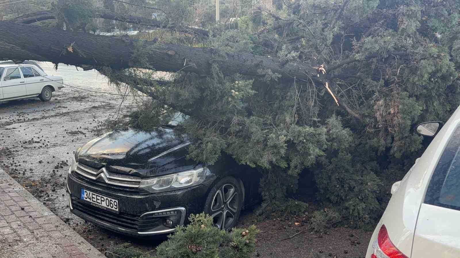 gebzede firtinada iki otomobilin uzerine agac devrildi 3 pGrkAfRS