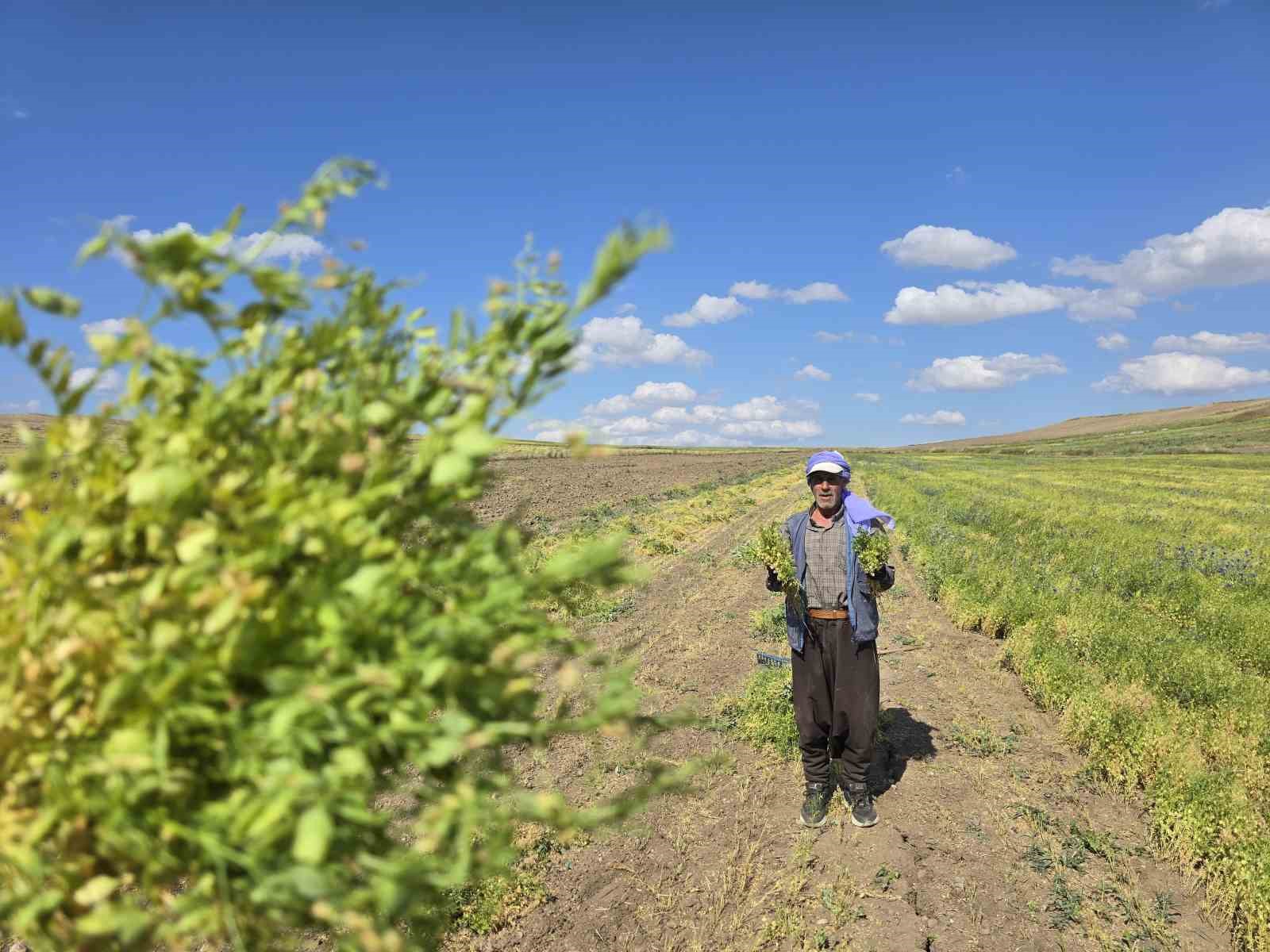 gec bronz cagindan milenyum cagina yesil mercimegin ana vatani yozgat 4