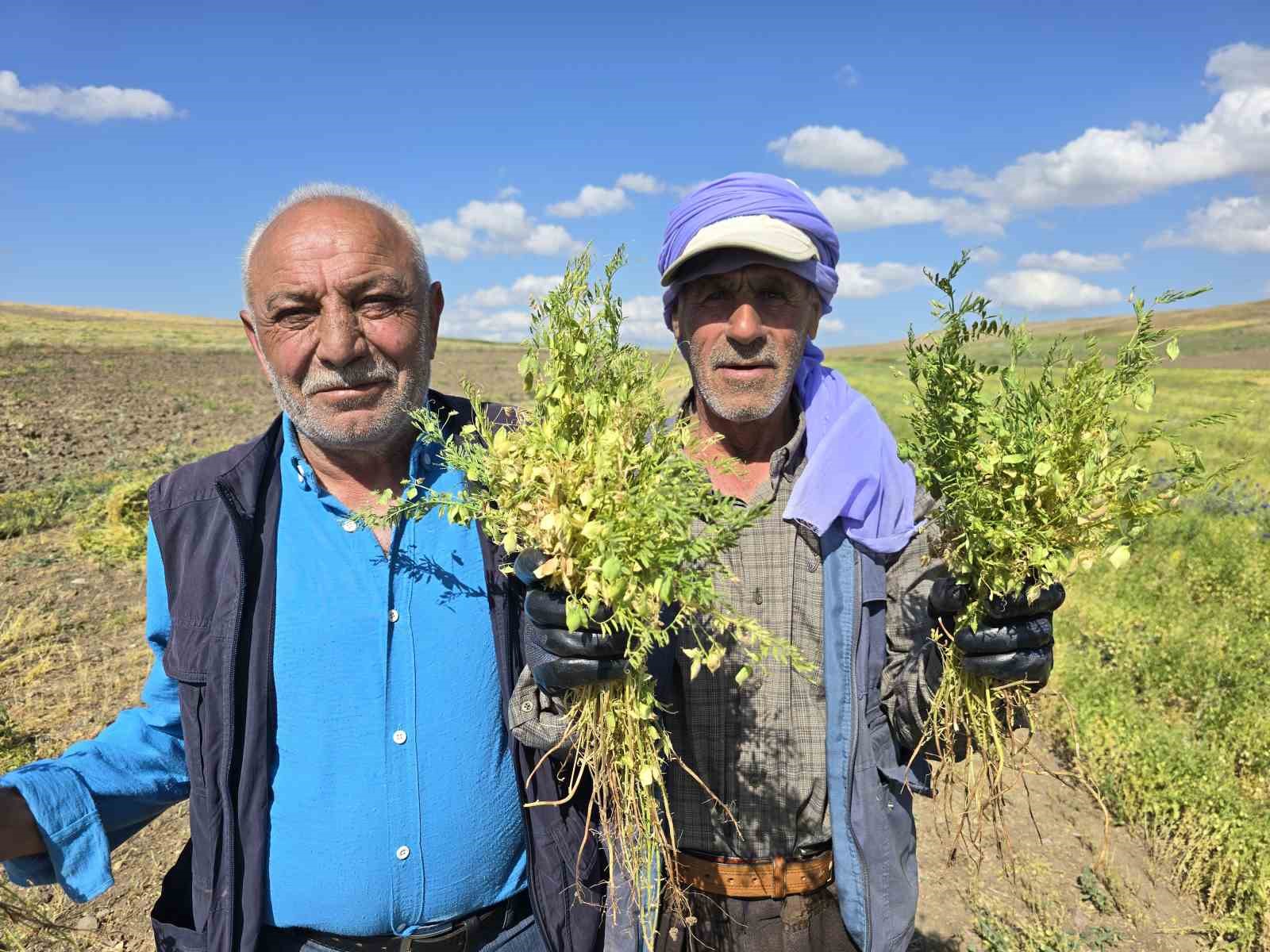 gec bronz cagindan milenyum cagina yesil mercimegin ana vatani yozgat 5