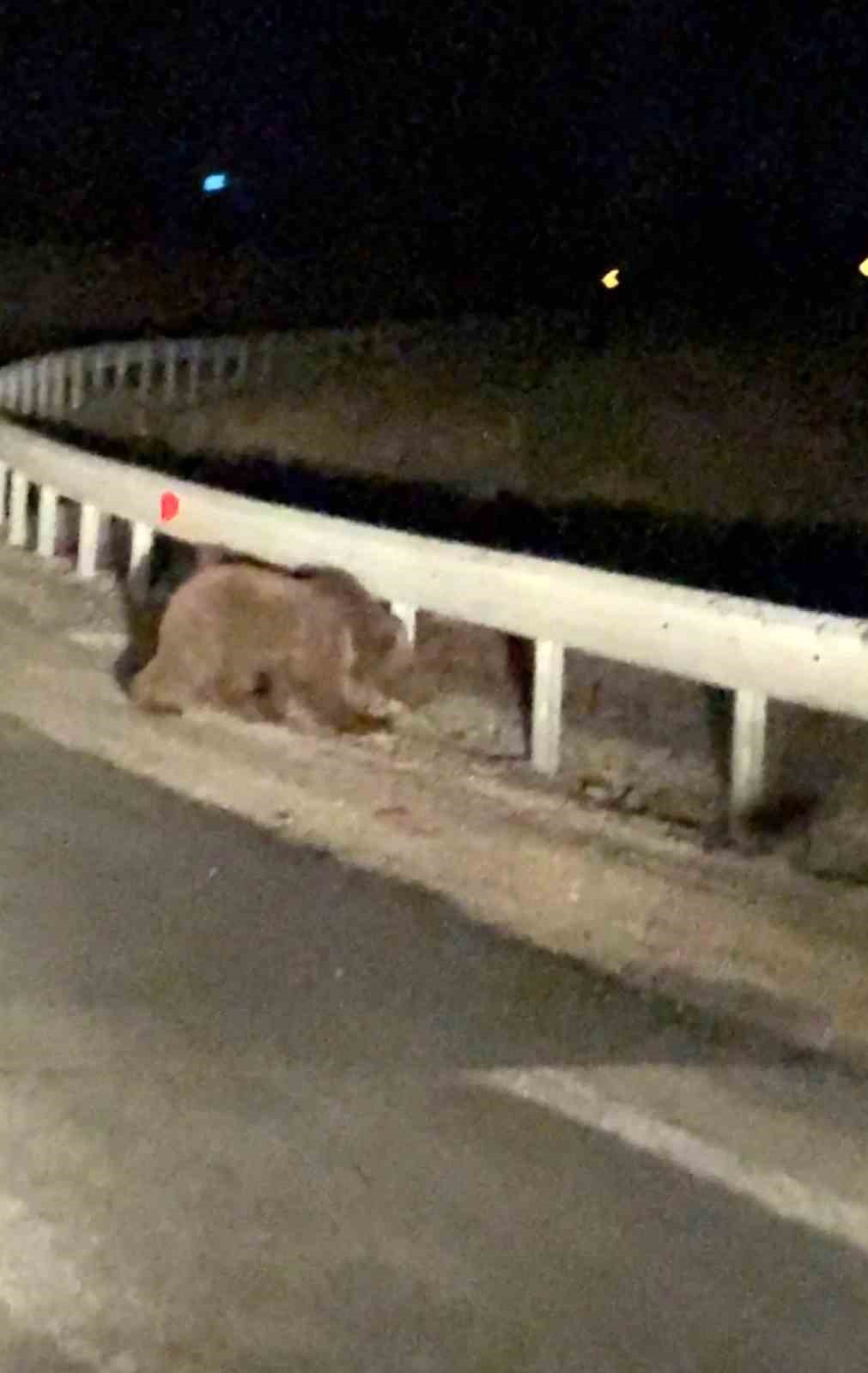 Gece sürprizi: İki ayı yavrusu kamerada 4 gece surprizi iki ayi yavrusu kamerada 0