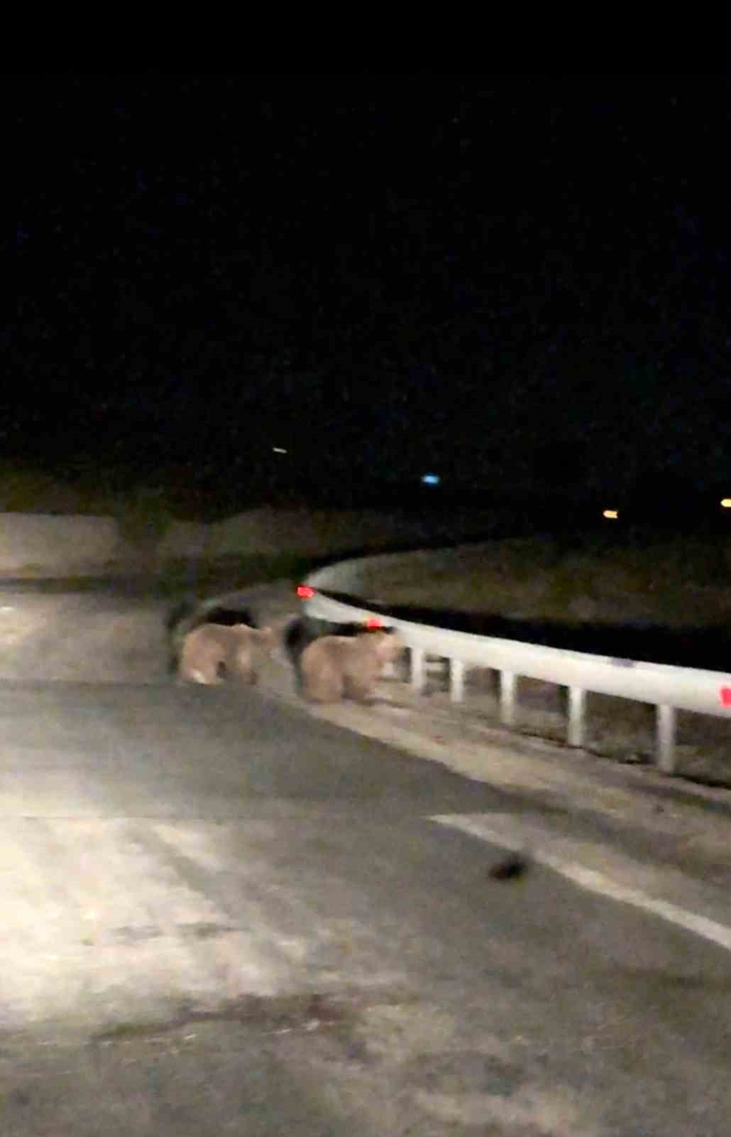 Gece sürprizi: İki ayı yavrusu kamerada 5 gece surprizi iki ayi yavrusu kamerada 1 VeIwdf7i
