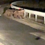 gece-surprizi-iki-ayi-yavrusu-kamerada-Q9yxtSka.jpg