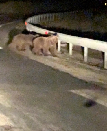 gece-surprizi-iki-ayi-yavrusu-kamerada-Q9yxtSka.jpg