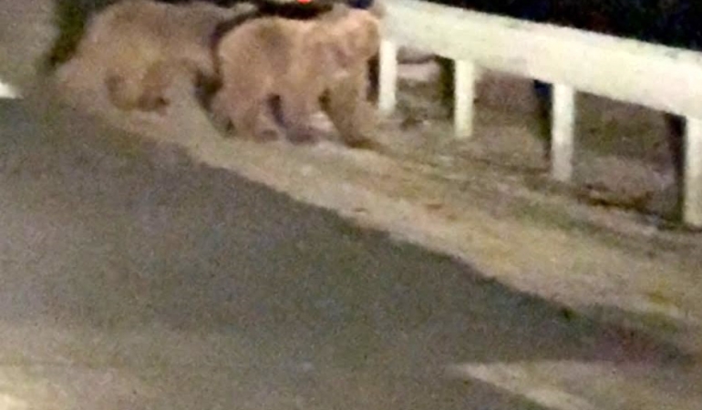 gece-surprizi-iki-ayi-yavrusu-kamerada-Q9yxtSka.jpg