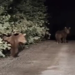 gece-yarisi-ayilarla-karsilasan-vatandaslar-panik-yasadi-o-anlar-kamerada-R9wNRLyp.jpg