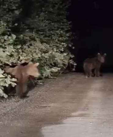 gece-yarisi-ayilarla-karsilasan-vatandaslar-panik-yasadi-o-anlar-kamerada-R9wNRLyp.jpg