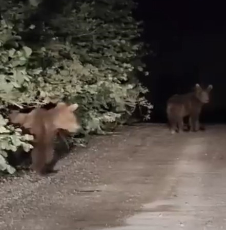 gece-yarisi-ayilarla-karsilasan-vatandaslar-panik-yasadi-o-anlar-kamerada-R9wNRLyp.jpg