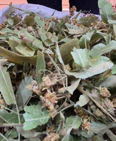 gecen-sene-altinla-yarisiyordu-bu-yil-fiyati-dustu-RjQqrtbM.jpg