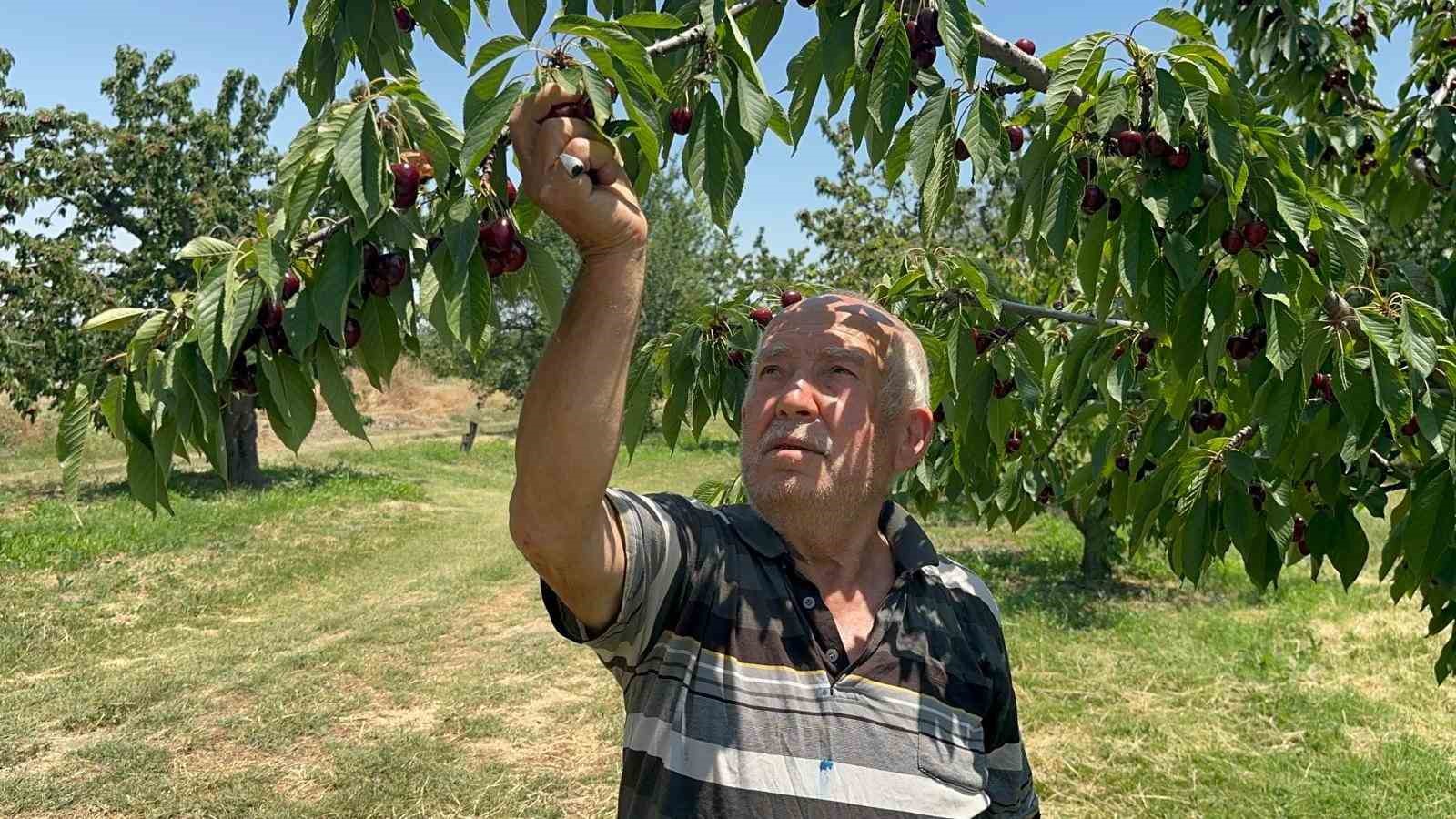 Geçen yıl don vuran bahçelerde üzüm salkımı gibi kiraz yetişti 7 gecen yil don vuran bahcelerde uzum salkimi gibi kiraz yetisti 3 k3m6O7Mj