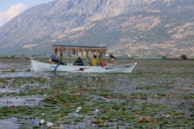 gecen-yil-kuraklik-bu-yil-ise-asiri-yagislar-niluferlerin-gorsel-solenini-geciktirdi-rlcapmdr.jpg