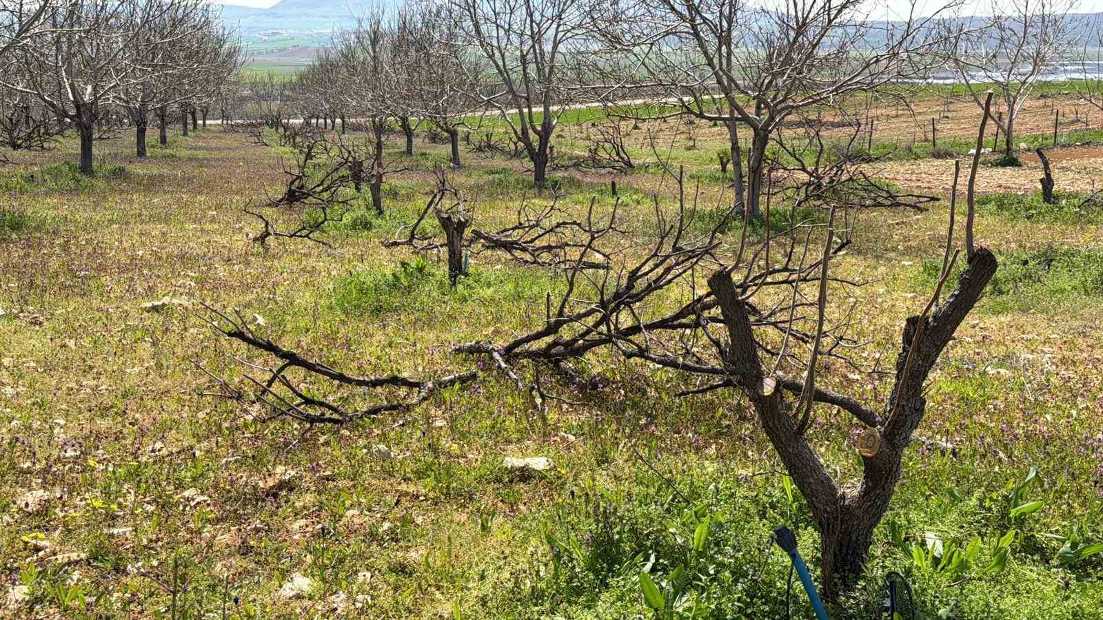 gectigimiz yil yasanan zirai donun etkisi agaclarda suruyor 1 nbdOdOj3