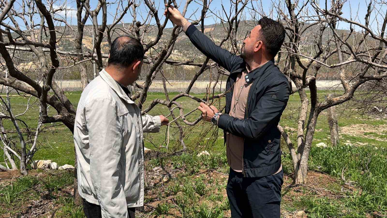 gectigimiz yil yasanan zirai donun etkisi agaclarda suruyor 2 DI6AAkkv