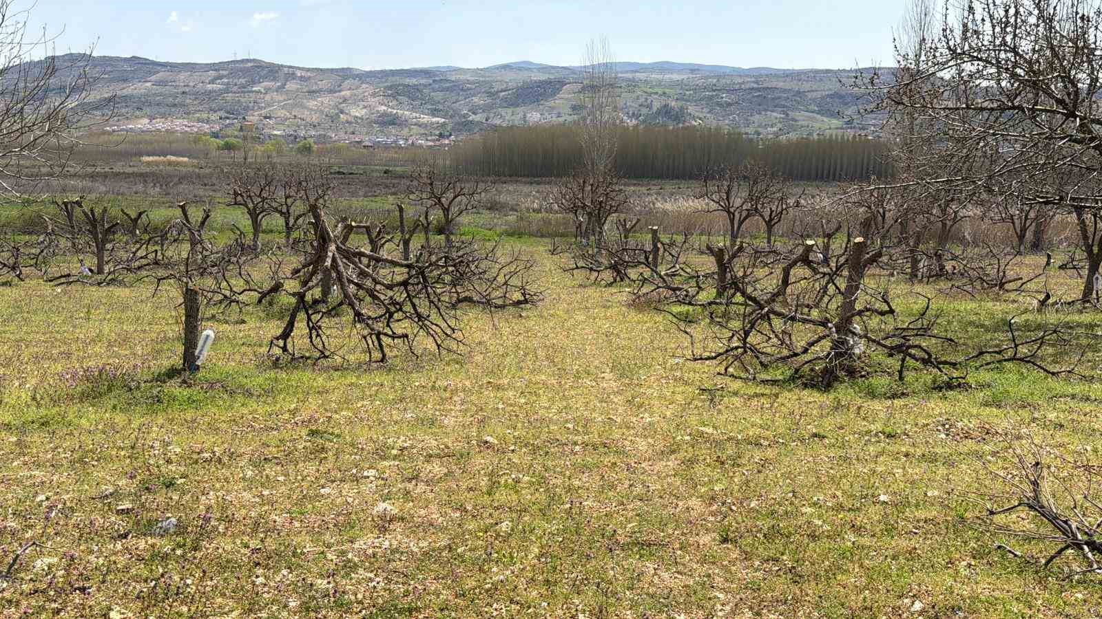 gectigimiz yil yasanan zirai donun etkisi agaclarda suruyor 3 a4Aap2Fk