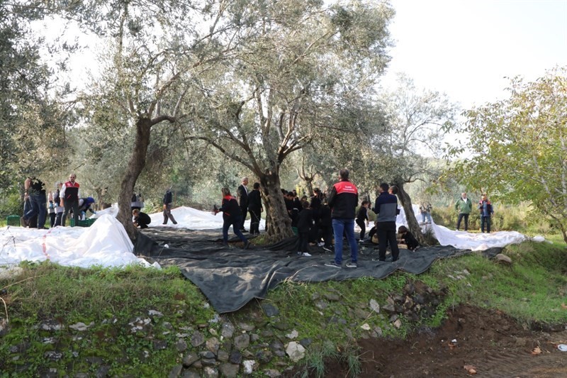 gelecegin ciftcileri zeytin hasadinda 0 kFCOMnii