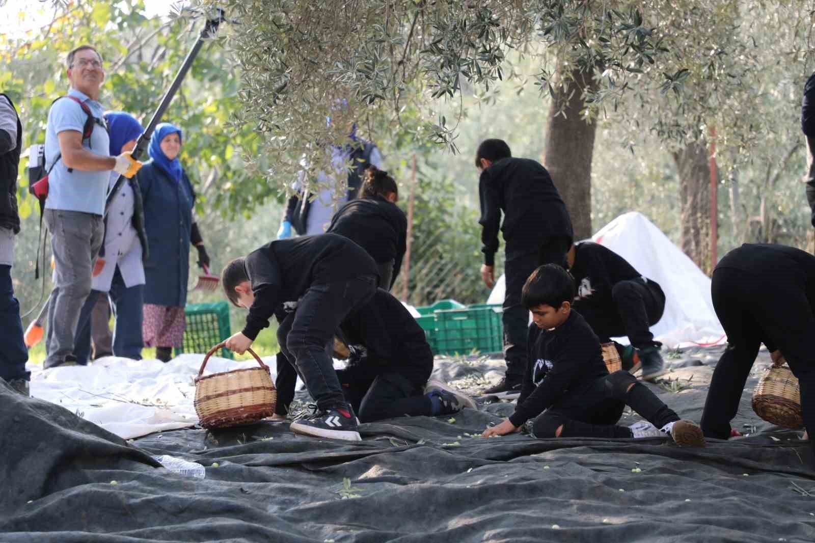 gelecegin ciftcileri zeytin hasadinda 3 XcDngtgI