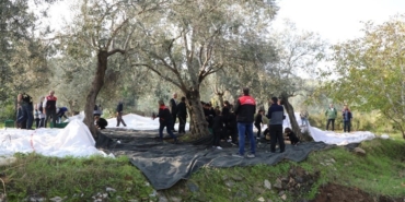 gelecegin-ciftcileri-zeytin-hasadinda-iuc6Q59i.jpg
