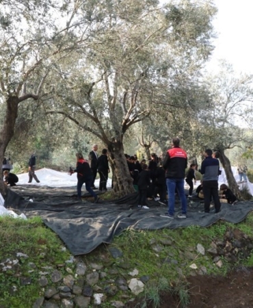 gelecegin-ciftcileri-zeytin-hasadinda-iuc6Q59i.jpg