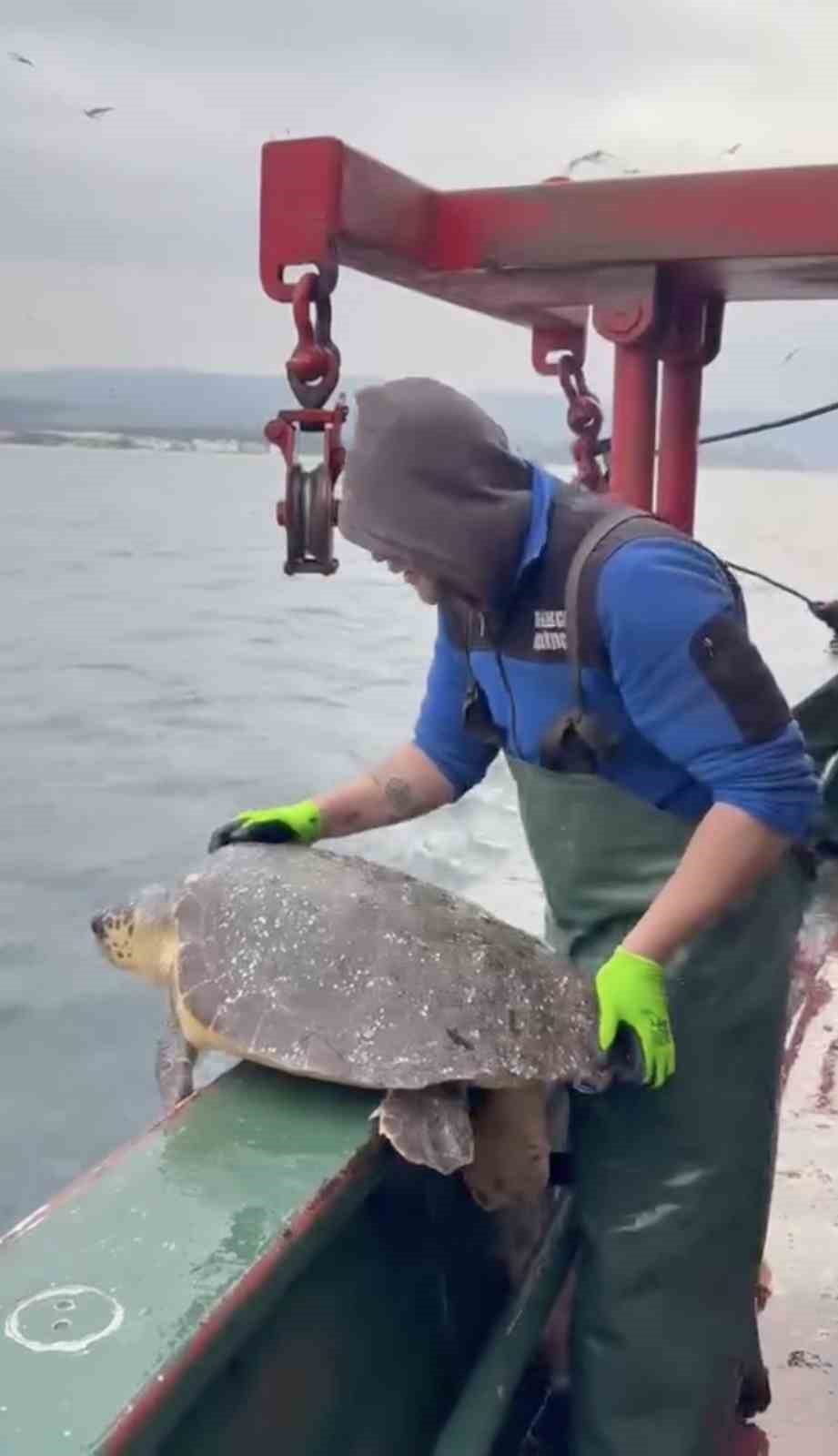gelibolu aciklarinda aglara takilan caretta caretta denize geri salindi 1 MgVyCeQ5