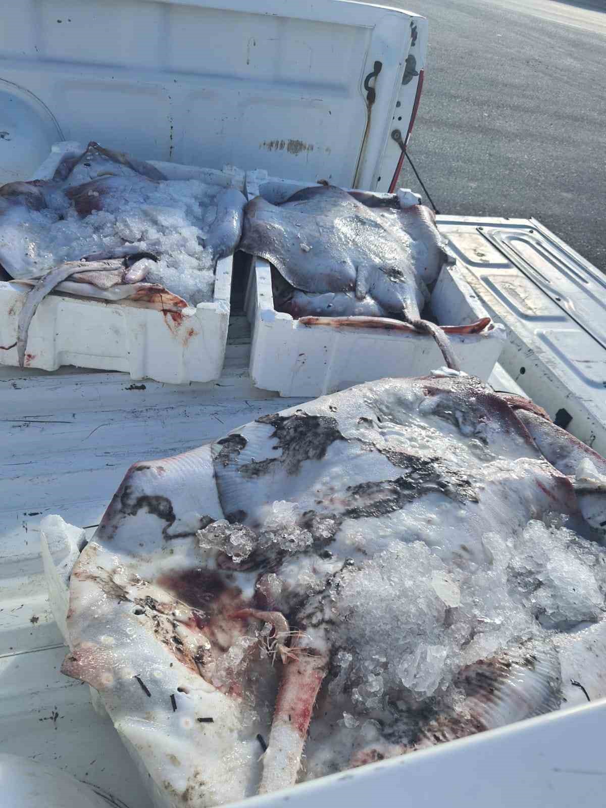 Gelibolu’da 45 kilo balığa el konuldu, 37 bin 770 lira para cezası kesildi 8 geliboluda 45 kilo baliga el konuldu 37 bin 770 lira para cezasi kesildi 4 lib8vGts