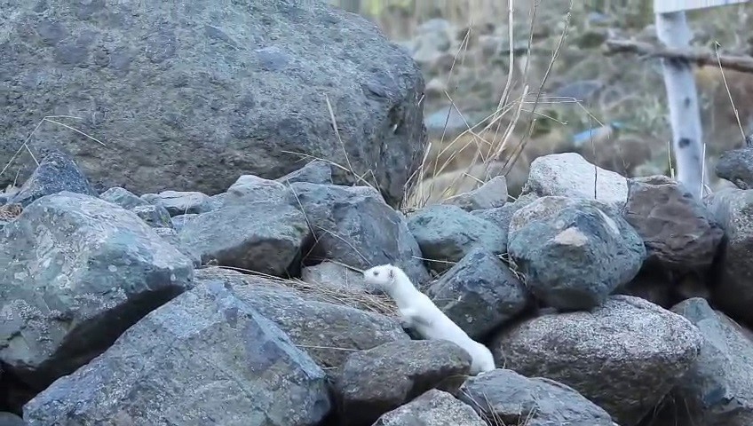 gelincik rengiyle mevsime ayak uydurdu 1 ziwzst2f