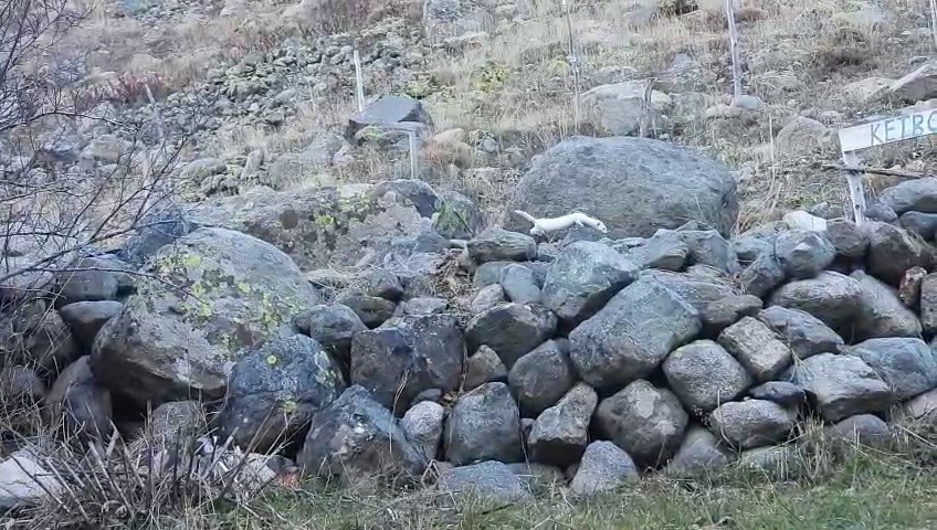 gelincik rengiyle mevsime ayak uydurdu 2