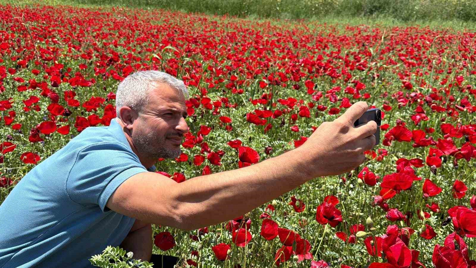 Gelinciklerle kırmızıya bürünen nohut tarlası hayran bıraktı 7 gelinciklerle kirmiziya burunen nohut tarlasi hayran birakti 3