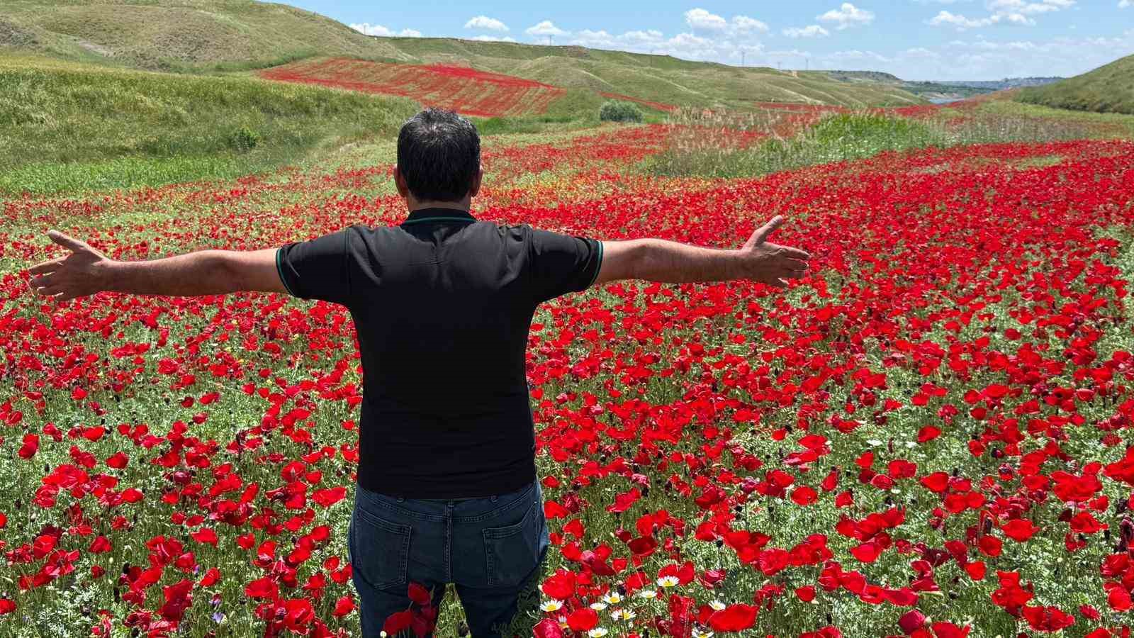 Gelinciklerle kırmızıya bürünen nohut tarlası hayran bıraktı 8 gelinciklerle kirmiziya burunen nohut tarlasi hayran birakti 4 DFXSm2QO