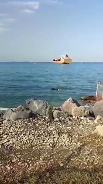 gemiden denize dusen angus yuzerek karaya ulasti 3 BnOsgV7O