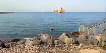 gemiden-denize-dusen-angus-yuzerek-karaya-ulasti-s1iXXXAw.jpg