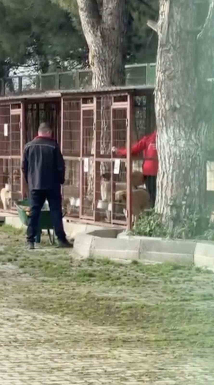 gemlik belediyesinin umurbeydeki barinagini onunde toplanan hayvanseverler iceriye alinmadi 2 TtINgQN1