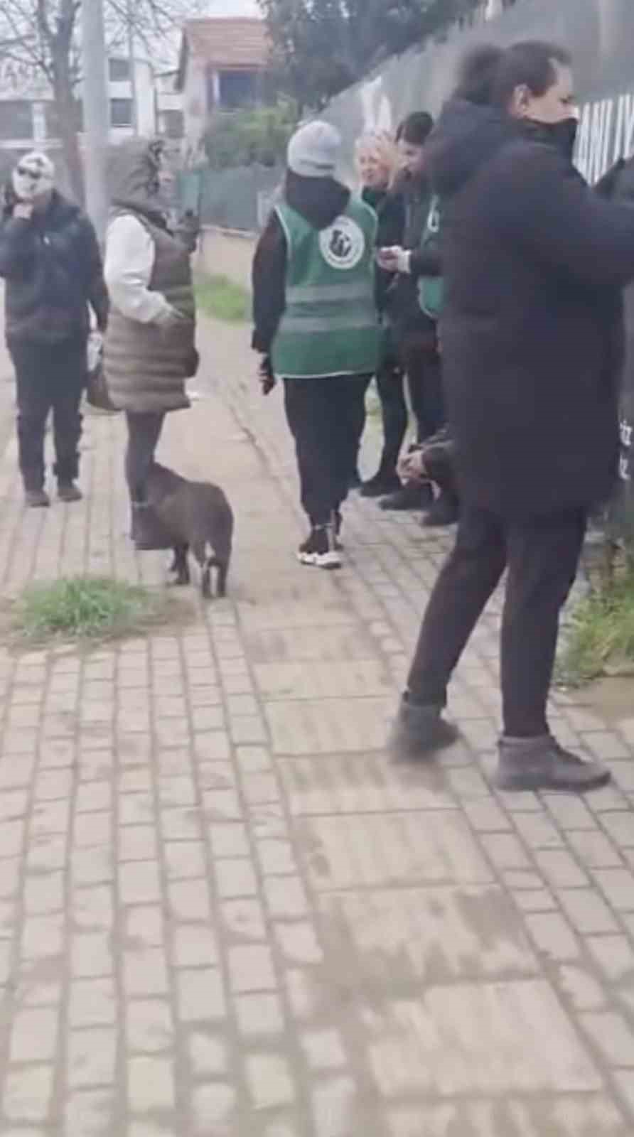 gemlik belediyesinin umurbeydeki barinagini onunde toplanan hayvanseverler iceriye alinmadi 4 42JtbvkG