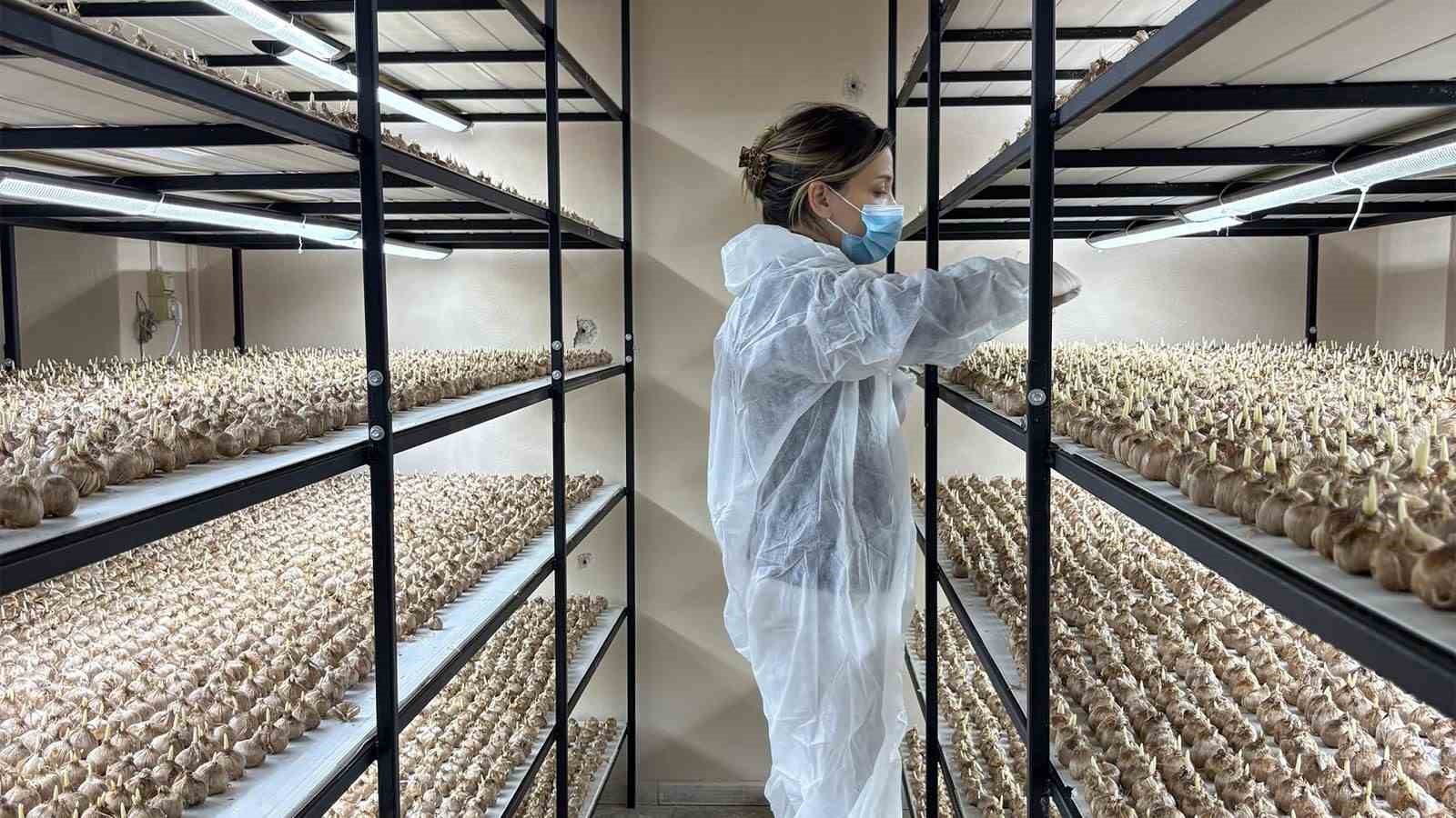 genc yasta meslegini birakti 50 metrekare odada grami 600 liralik safran uretmeye basladi 3