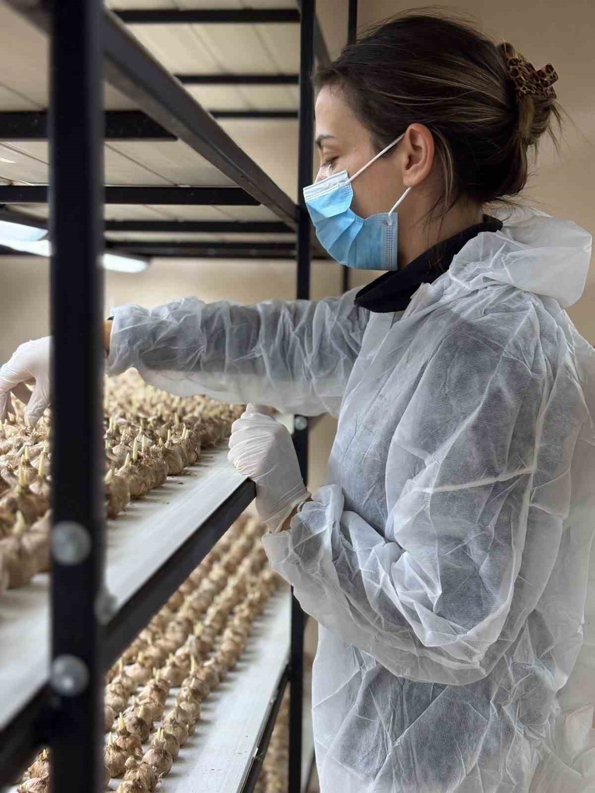 genc yasta meslegini birakti 50 metrekare odada grami 600 liralik safran uretmeye basladi 4 IurPZCZa