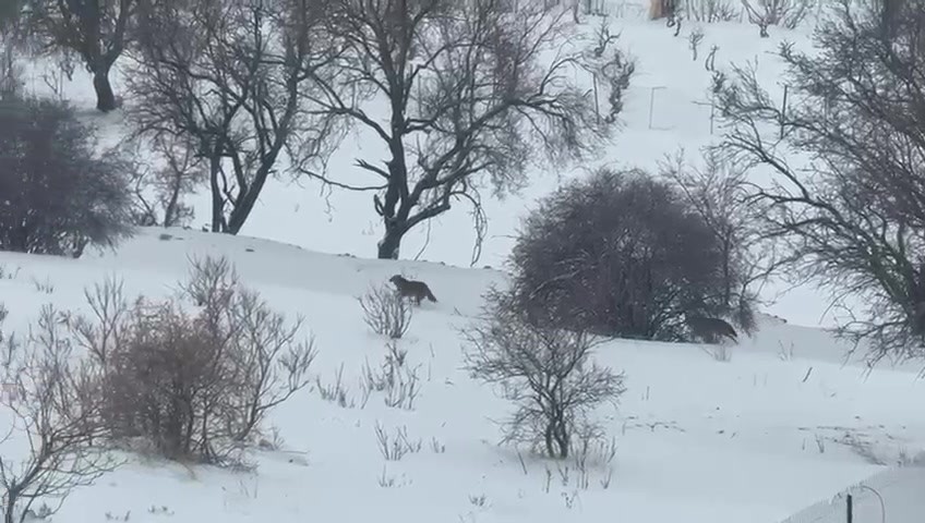 gercus kirsalina inen kurt panige neden oldu 0 wfABs9YQ