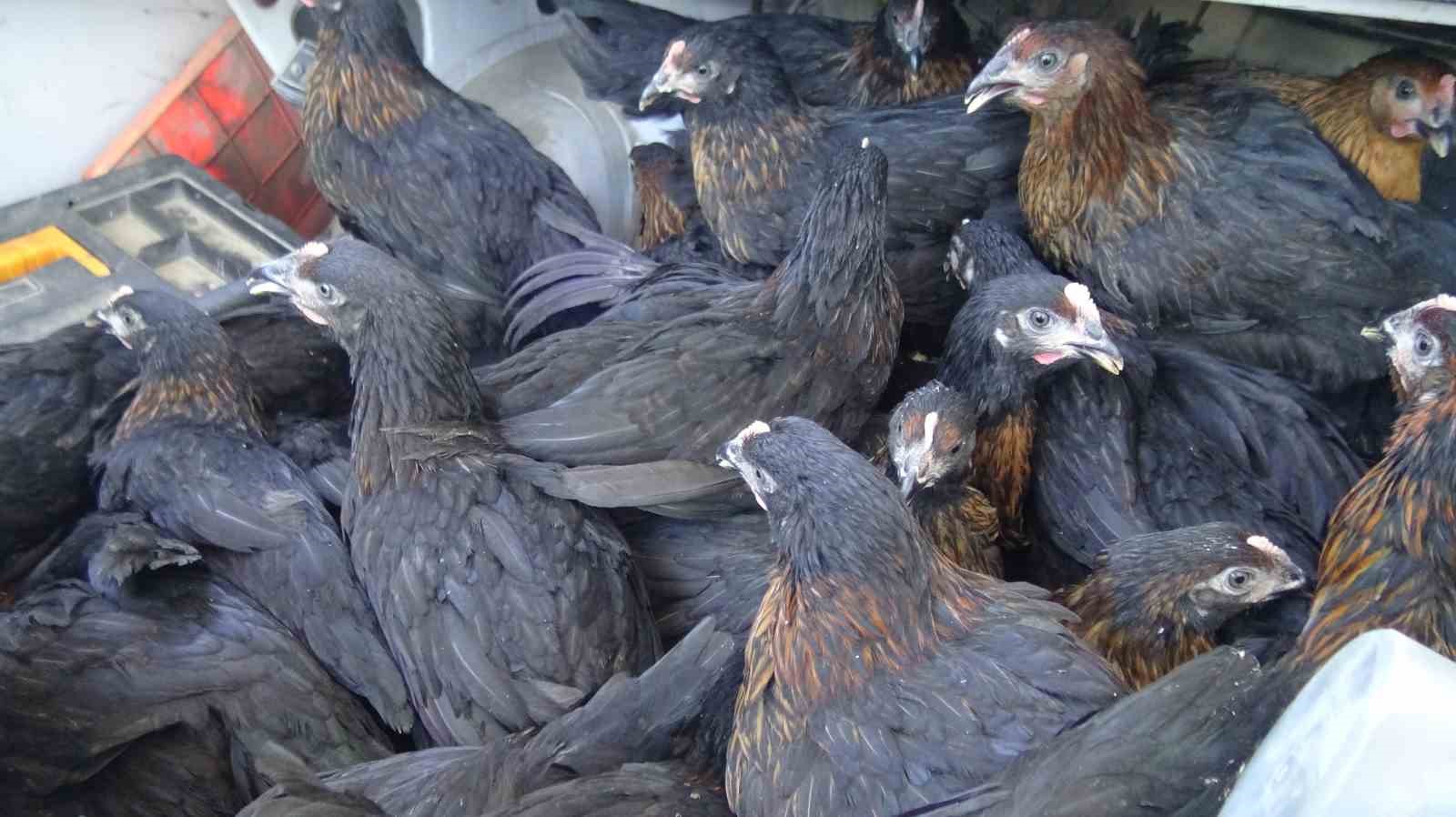 gercuste 107 ureticiye yuzde 75 hibeli tavuk ve yem dagitildi 4 ke1p7NaW