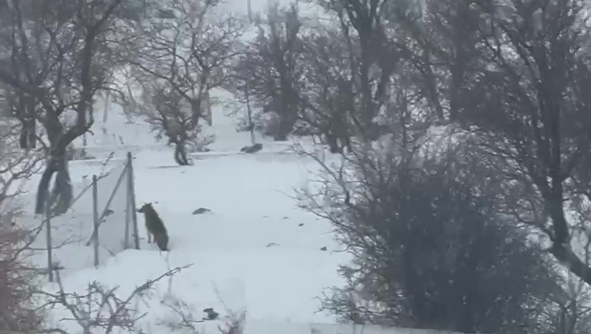gercuste ac kalan kurtlar sehir merkezine indi 2