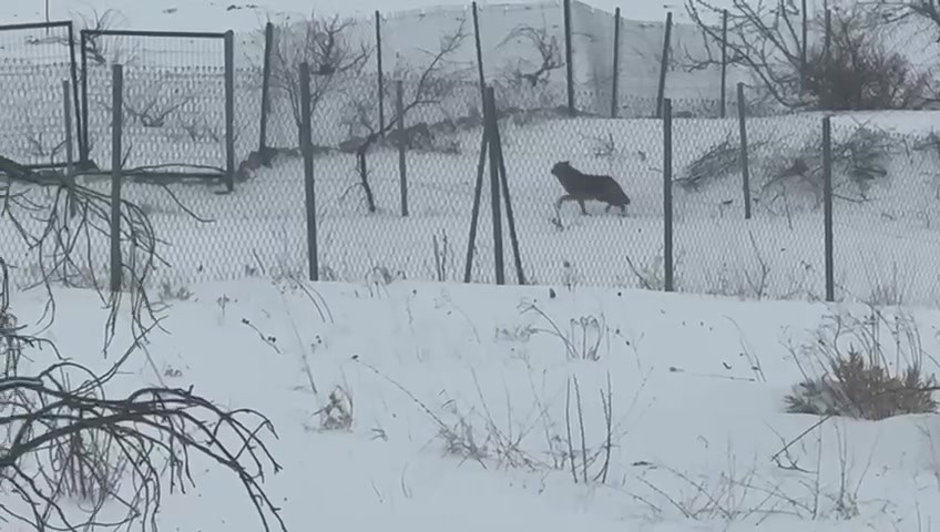 gercuste ac kalan kurtlar sehir merkezine indi 4 RiImZV5e