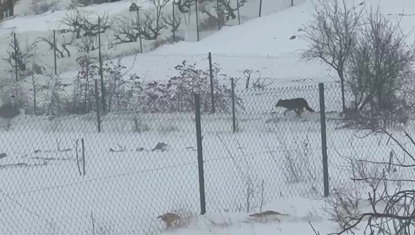 gercuste ac kalan kurtlar sehir merkezine indi 5 qi57FUun