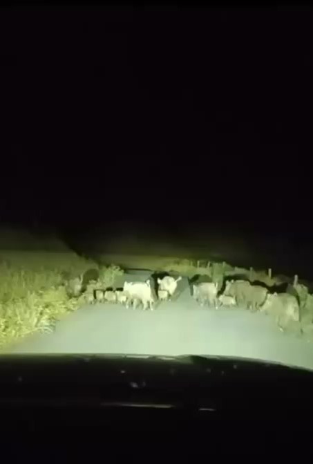 gercuste domuz suruleri goruntulendi 2