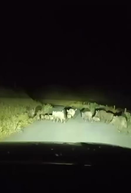 gercuste domuz suruleri goruntulendi 3 IrBVQwUX