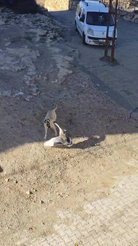 gercuste kopek ile kazin kavgasi kameraya yansidi 0 H7mby8wI