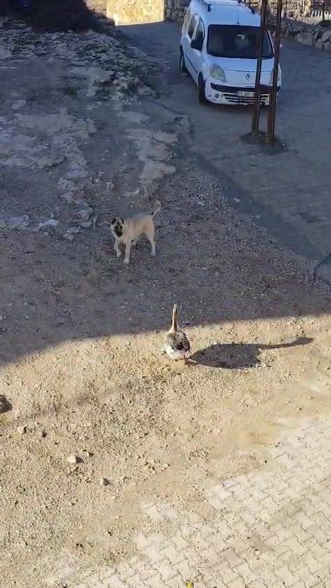 gercuste kopek ile kazin kavgasi kameraya yansidi 1 Z9gVdGfI