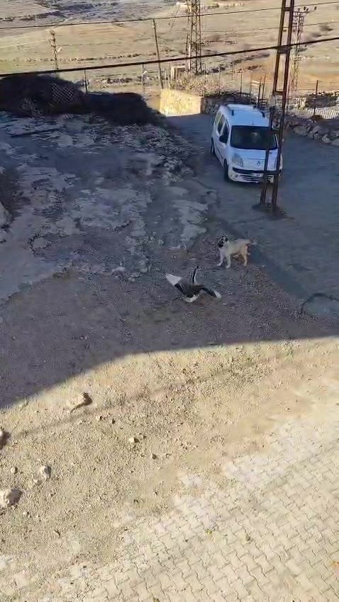 gercuste kopek ile kazin kavgasi kameraya yansidi 3 wbzGS5r1