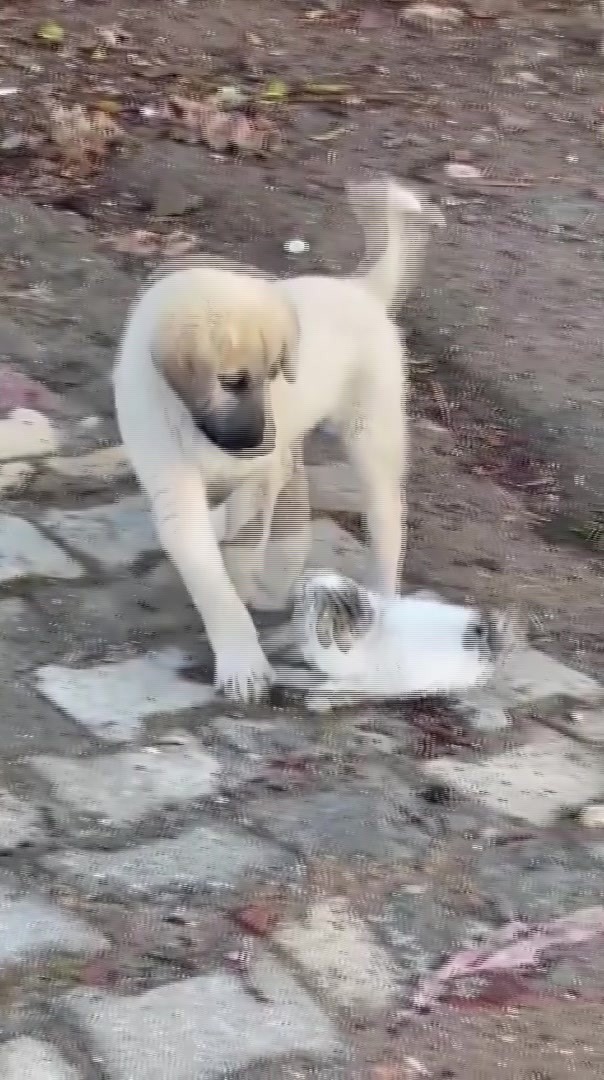 gercuste yavru kedi ile yavru kopegin sevimli kavgasi kamerada 0 iDBQKAFv