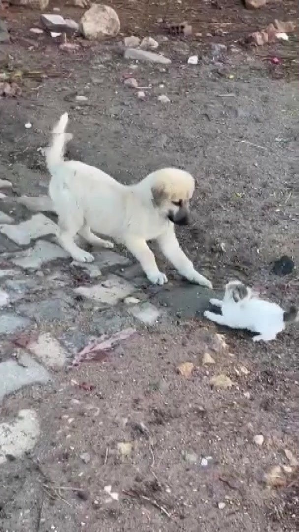 gercuste yavru kedi ile yavru kopegin sevimli kavgasi kamerada 1 uYC12Lgu