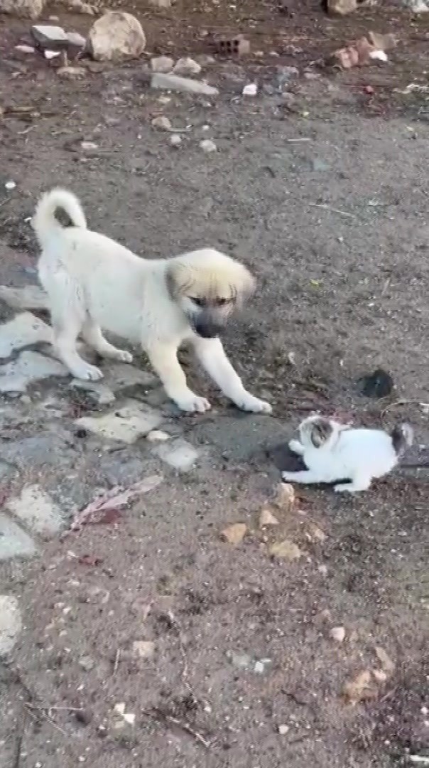 gercuste yavru kedi ile yavru kopegin sevimli kavgasi kamerada 2 ZXsG5Ku1